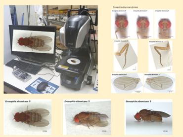 図3 教育研究用の昆虫飼育 図3 データベース用のハエ撮影と写真